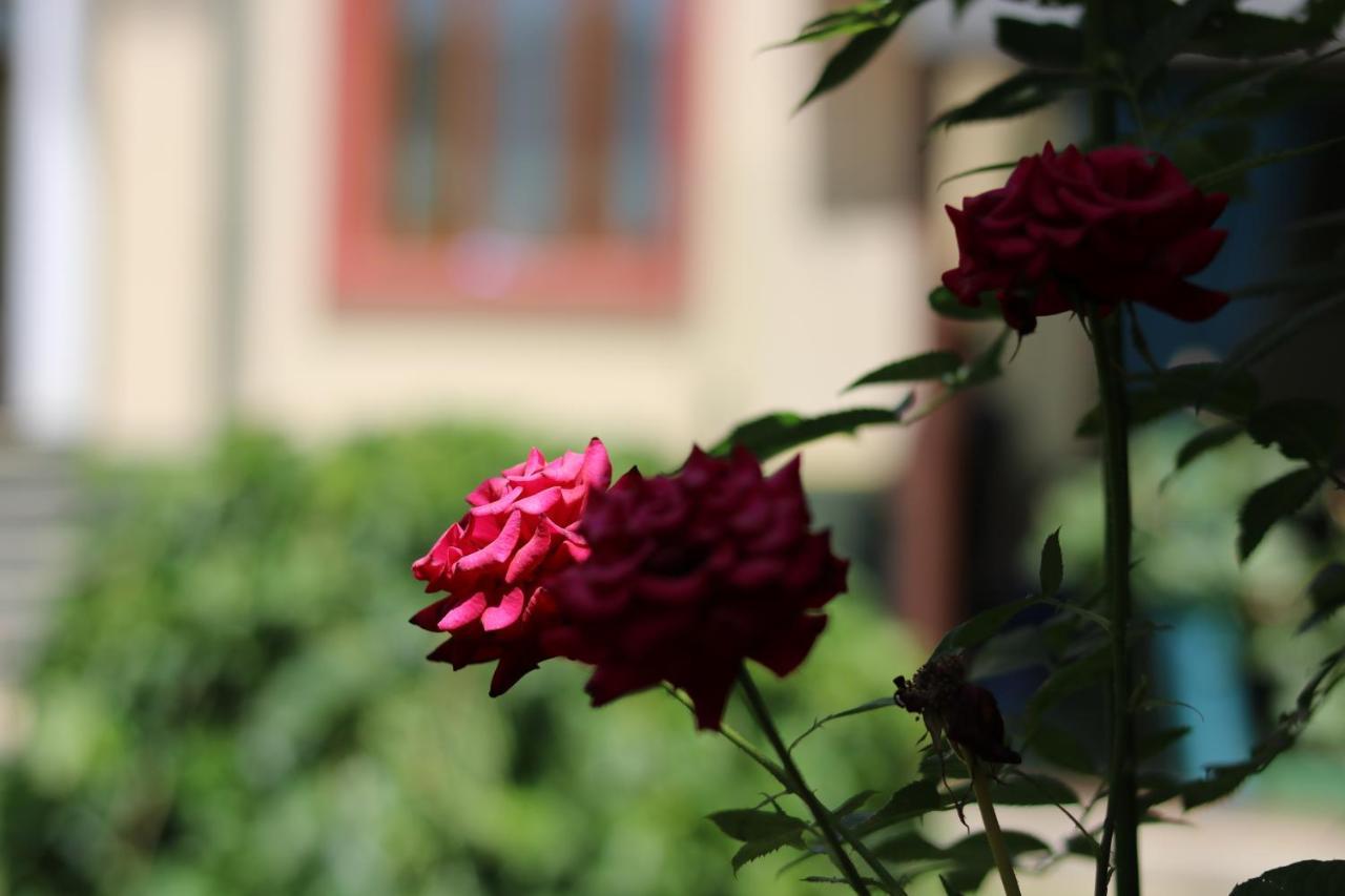 Chinor Garden Hotel - Free Airport Pick-Up And Drop-Off Taškent Exteriér fotografie
